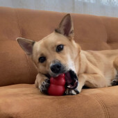 犬の飼い主さんのマナーに関するアンケート