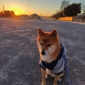 「犬飼いあるある」親バカアンケート