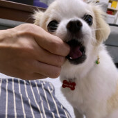 犬の飼い主さんのトラブルに関するアンケート01