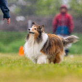 シェットランド・シープドッグの飼い主さんへのアンケート