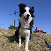 ボーダー・コリーの飼い主さんへのアンケート