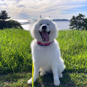 サモエドの飼主さんへのアンケート