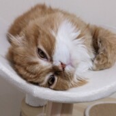 猫の飼い主さんの部屋の掃除に関するアンケート