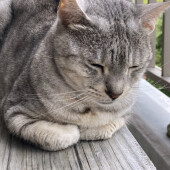 朝ごはんの時間になると飼い主さんを起こす猫に関するアンケート