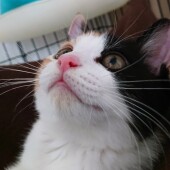 飼い主さんの在宅勤務中、愛猫の行動で「笑った」「ヒヤッとした」体験に関するアンケート