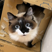 フレーメン反応に関するアンケート