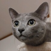 愛猫の老化に関するアンケート