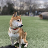 犬のケージに関するアンケート