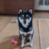 犬の生態に関するアンケート