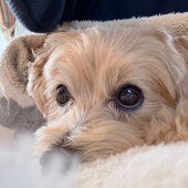 犬は人の行動をマネするのかについてアンケート