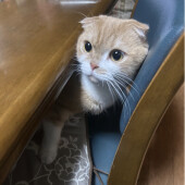 猫の「ふみふみ」に関するアンケート