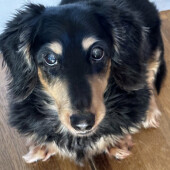 飼い主の行動を阻止する犬に関するアンケート