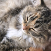 子猫を拾った経験に関するアンケート