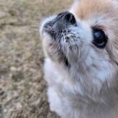 犬がさみしいときに行うしぐさに関するアンケート