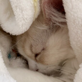 猫が後を追う人に関するアンケート