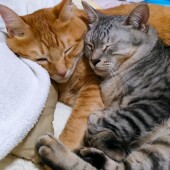 猫とのコミュニケーションに関するアンケート