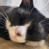 猫が喜ぶ遊び方に関するアンケート