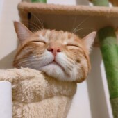 猫のそっけない態度に関するアンケート