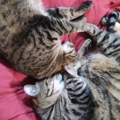 猫の心変わりに関するアンケート