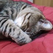 猫の潜り込む所に関するアンケート