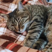 猫との添い寝に関するアンケート