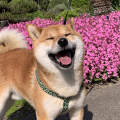 散歩後の犬の足のお手入れに関するアンケート