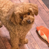 留守番中の犬の行動に関するアンケート