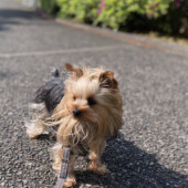 犬の変わった遊びに関するアンケート