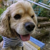 飼い主さんの顔をなめる犬のしぐさに関するアンケート