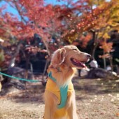 犬のサマーカットに関するアンケート