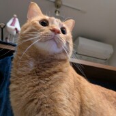 猫が飼い主にだけにすることに関するアンケート