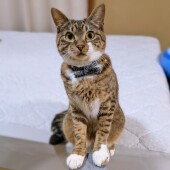 猫の妨害に関するアンケート