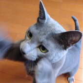 猫を飼ってから変わったことに関するアンケート