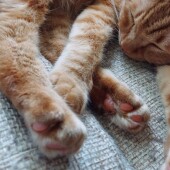 猫の人見知りに関するアンケート