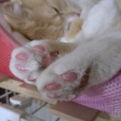 猫の愛情表現に関するアンケート