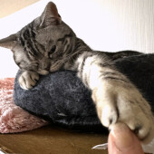 猫の気まぐれに関するアンケート