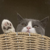 飼い主さんの帰宅時に出迎える猫に関するアンケート