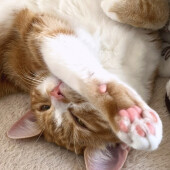 猫が家の中で行方不明になった体験談に関するアンケート