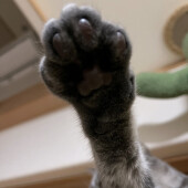 猫の体臭に関するアンケート