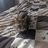 トイレにこだわりがある猫に関するアンケート