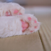 猫の熱中症対策に関するアンケート