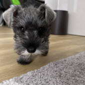 犬が鼻を鳴らすことに関するアンケート