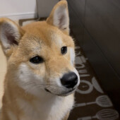 犬が特別な人に向けてするしぐさに関するアンケート
