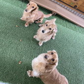 子犬期のお世話で大変だったことに関するアンケート