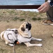 犬の出待ちに関するアンケート