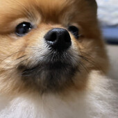 犬が身体をくっつけることに関するアンケート