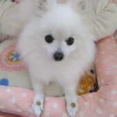 寄り添う犬に関するアンケート