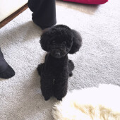 犬がケンカを仲裁することに関するアンケート