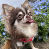 犬の添い寝に関するアンケート