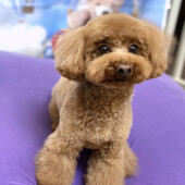 ナデナデをやめたときの犬の行動に関するアンケート